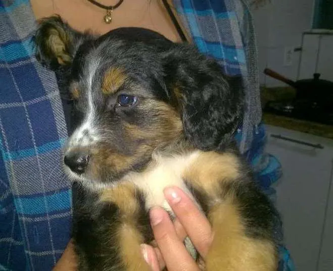 Cachorro ra a Setter idade 2 a 6 meses nome FOFUCHA