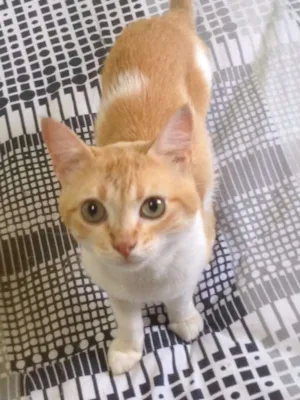 Gato raça SRD idade 2 anos nome Blondie