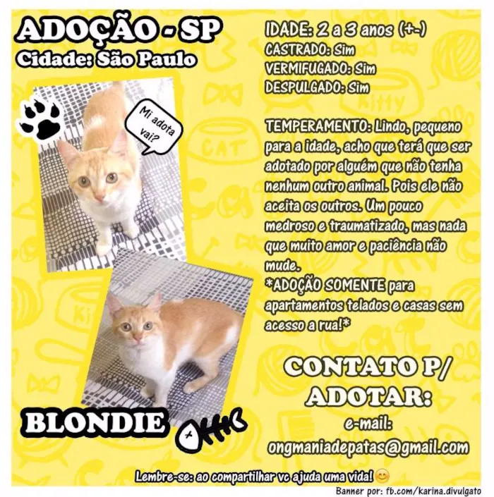Gato ra a SRD idade 2 anos nome Blondie