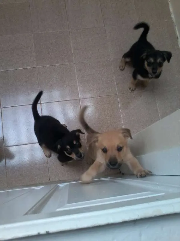 Cachorro ra a SRD idade 2 a 6 meses nome Sem nome