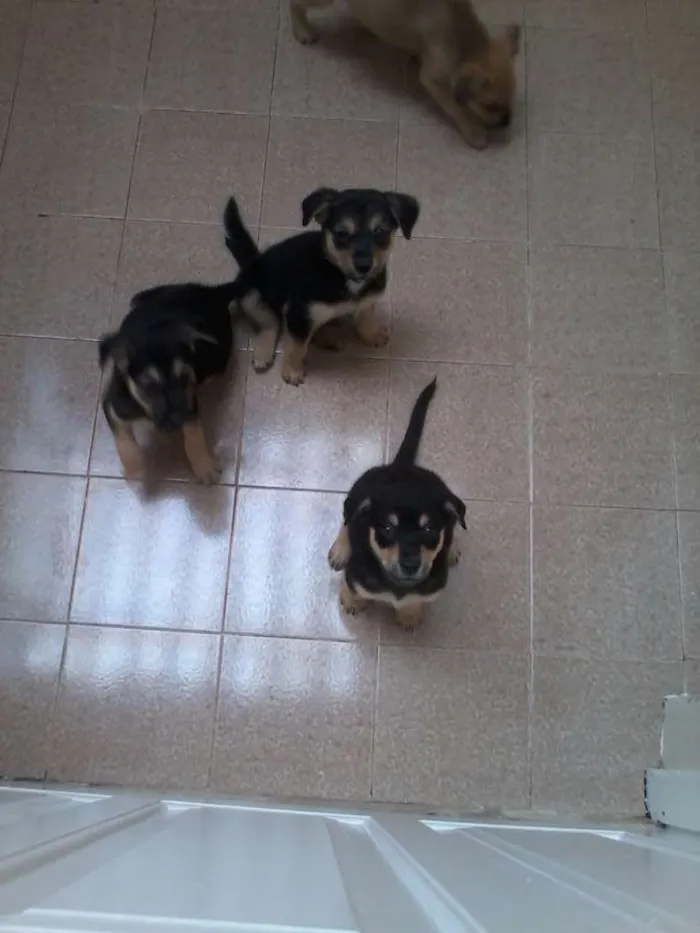 Cachorro ra a SRD idade 2 a 6 meses nome Sem nome