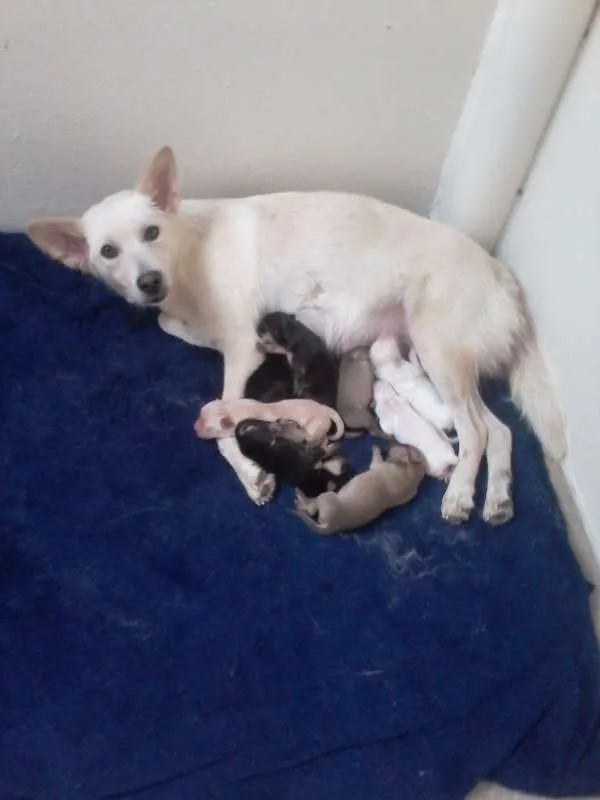 Cachorro ra a SRD idade 2 a 6 meses nome Sem nome