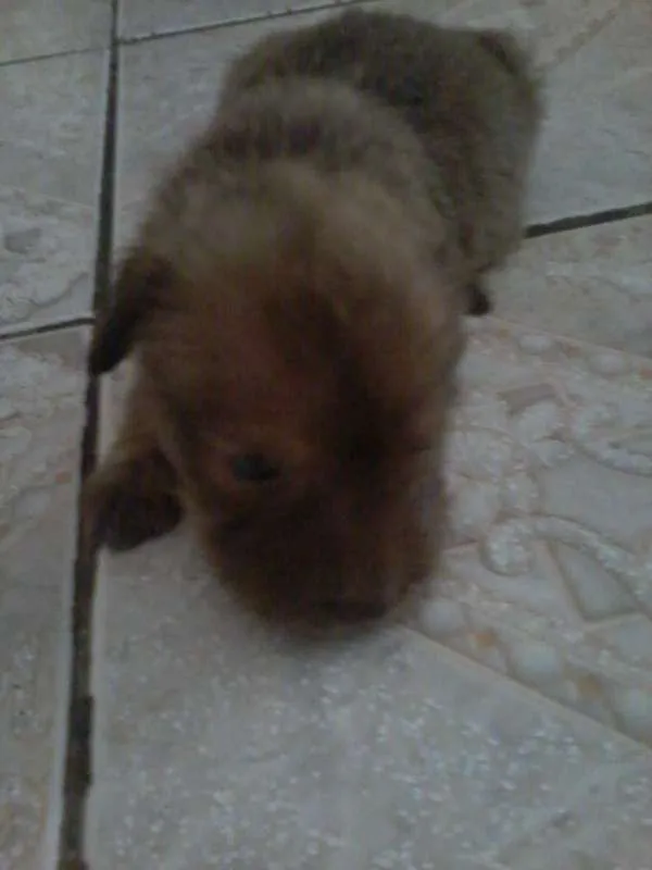 Cachorro ra a  idade Abaixo de 2 meses nome sem nome