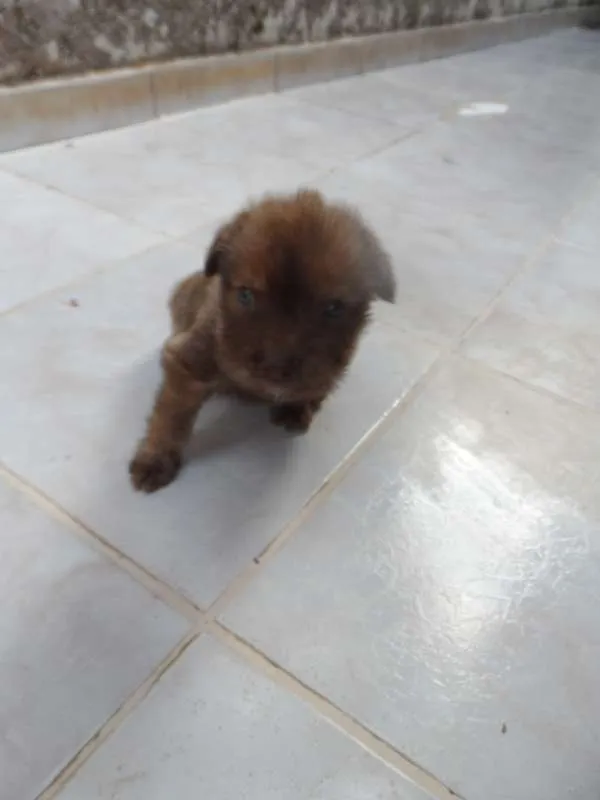 Cachorro ra a  idade Abaixo de 2 meses nome sem nome