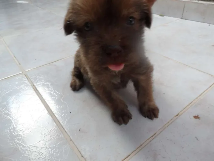 Cachorro ra a  idade Abaixo de 2 meses nome sem nome