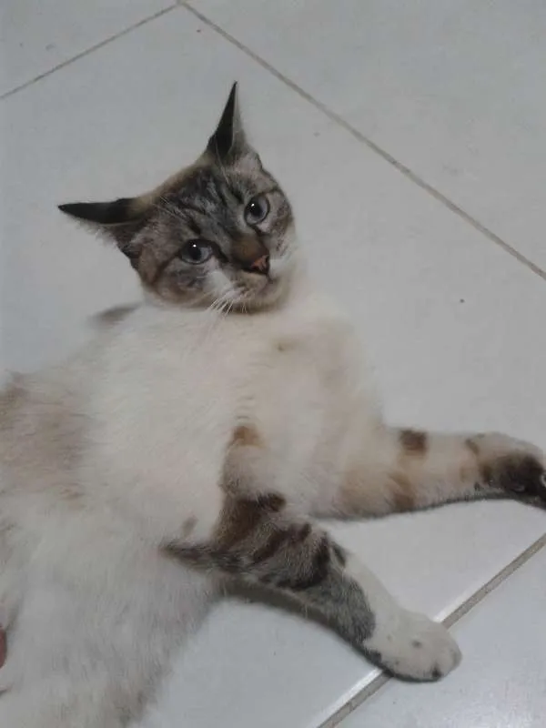 Gato ra a vira-lata idade 1 ano nome Bruce