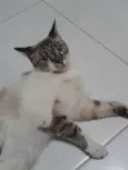 Bruce