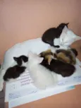 fofinhos