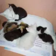 fofinhos