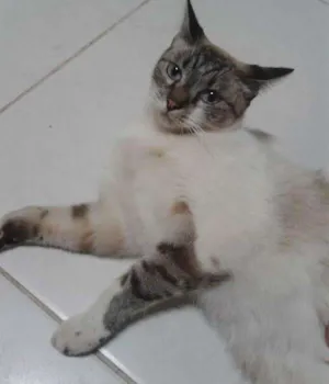 Gato raça vira-lata idade 1 ano nome Bruce