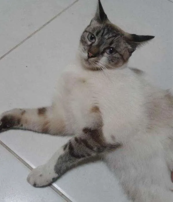 Gato ra a vira-lata idade 1 ano nome Bruce
