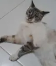 Bruce