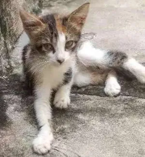 Gato raça Mista  idade 2 a 6 meses nome Sem nome 