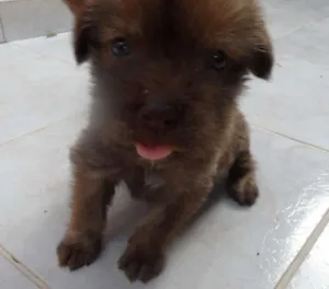 Cachorro raça  idade Abaixo de 2 meses nome sem nome