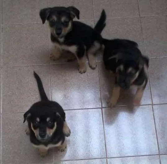 Cachorro ra a SRD idade 2 a 6 meses nome Sem nome