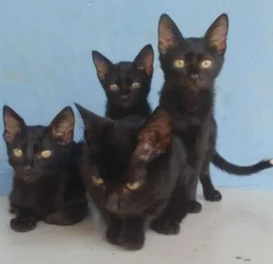 Gato raça Sem raça idade Abaixo de 2 meses nome Eles não tem n ainda