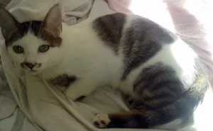 Gato raça RND idade 2 a 6 meses nome Dingo