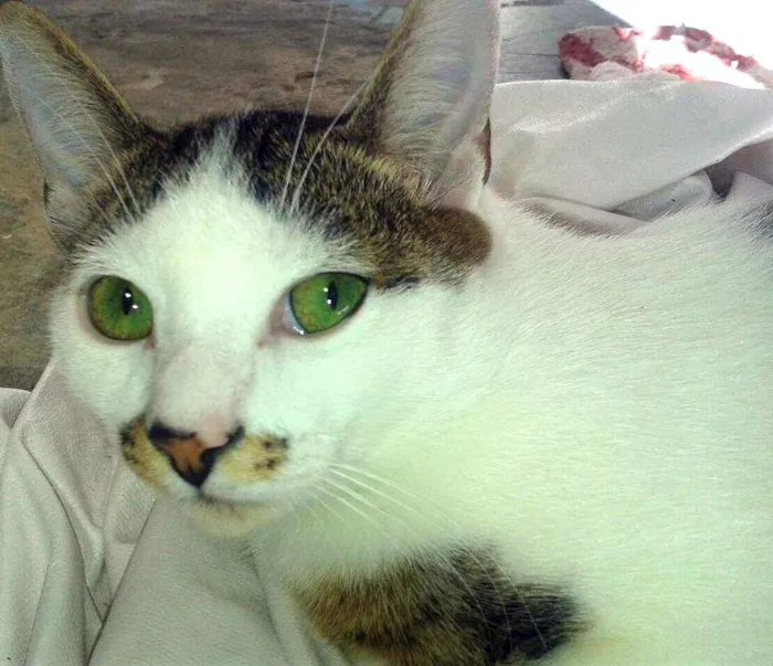 Gato ra a RND idade 2 a 6 meses nome Dingo