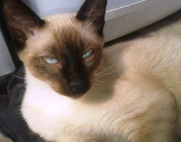 Gato ra a RND idade 2 a 6 meses nome Churrasco