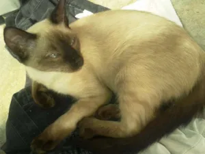 Gato raça RND idade 2 a 6 meses nome Churrasco