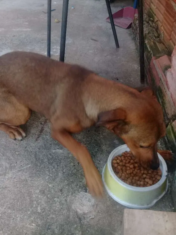 Cachorro ra a Srd idade 7 a 11 meses nome Mel