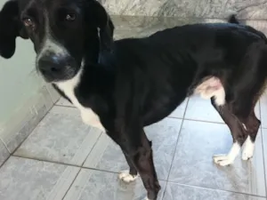 Cachorro raça SRD  idade 2 anos nome Jimi