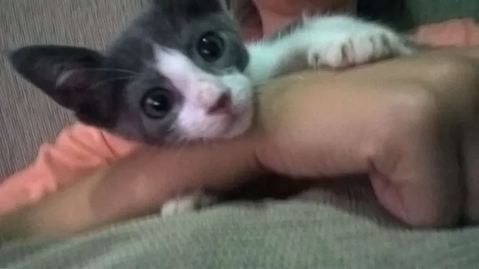 Gato ra a  idade 2 a 6 meses nome filhotinhos