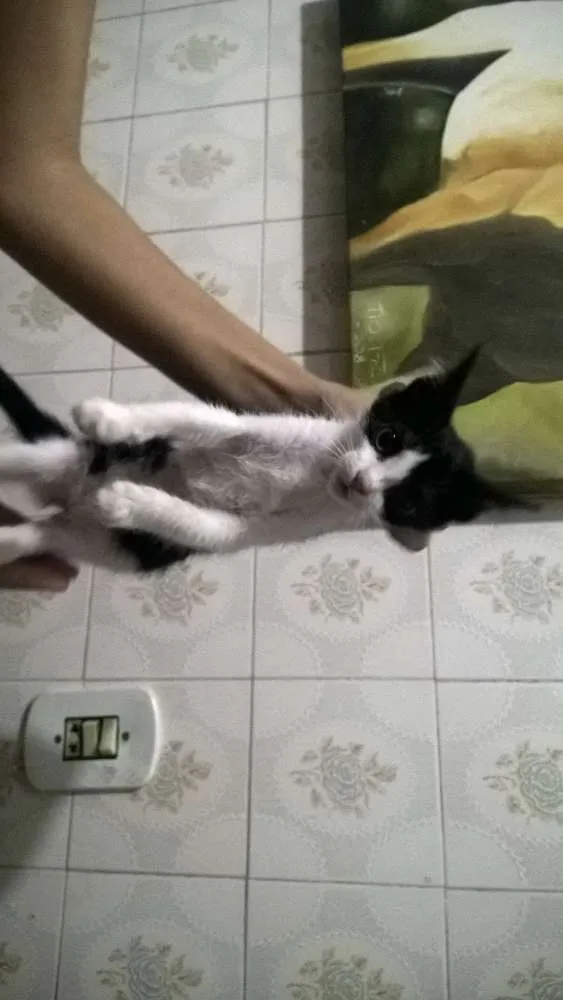 Gato ra a  idade 2 a 6 meses nome filhotinhos
