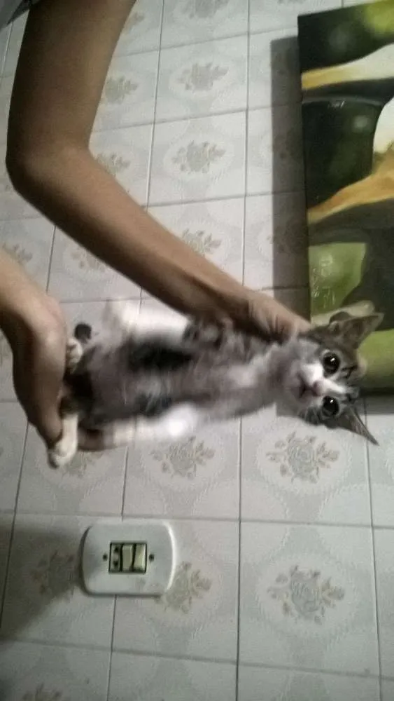 Gato ra a  idade 2 a 6 meses nome filhotinhos