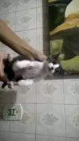 filhotinhos