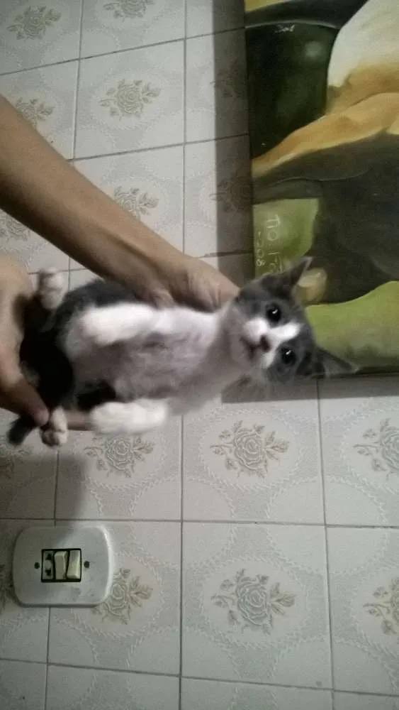 Gato ra a  idade 2 a 6 meses nome filhotinhos