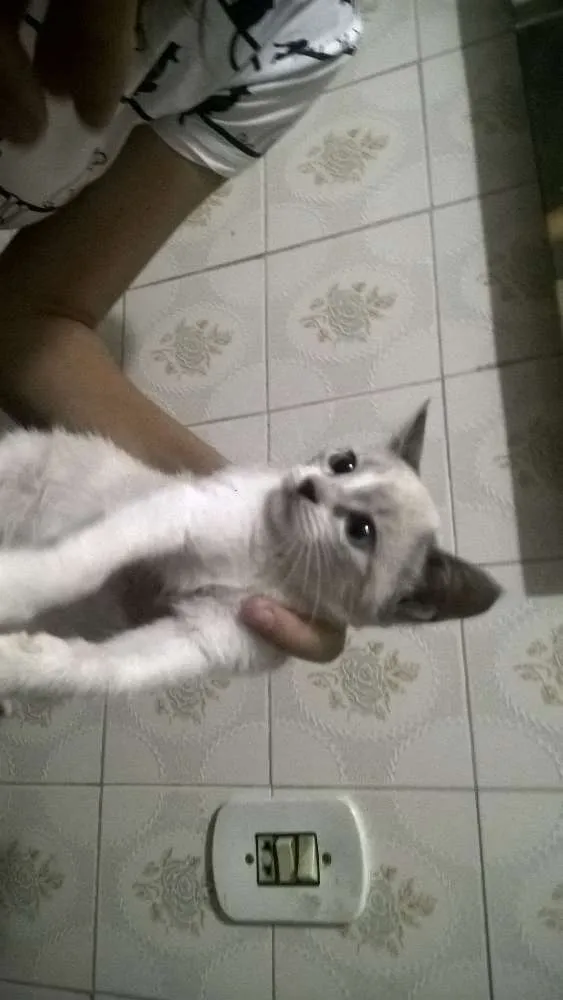 Gato ra a  idade 2 a 6 meses nome filhotinhos