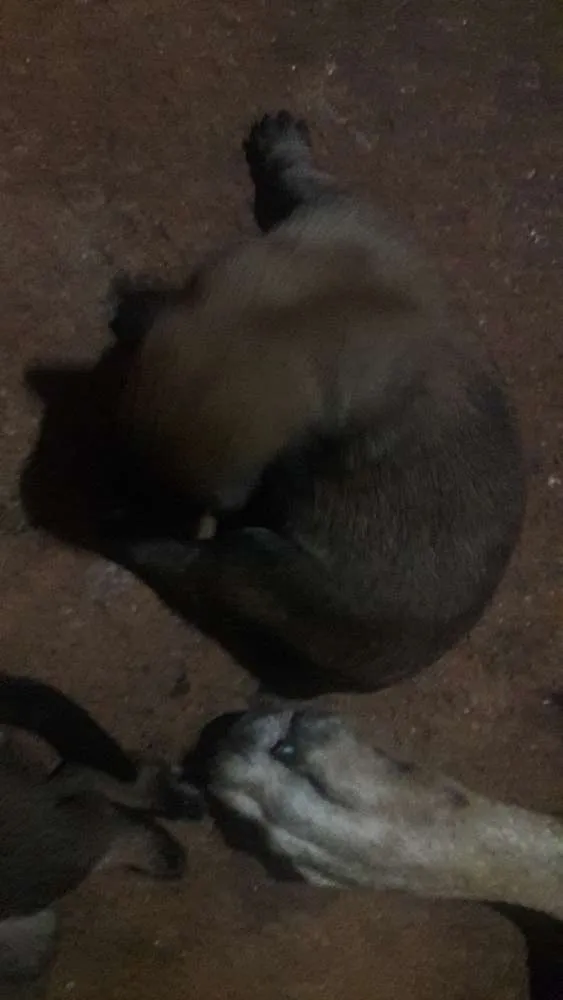 Cachorro ra a Pastor Alemão idade Abaixo de 2 meses nome lulu