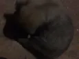lulu
