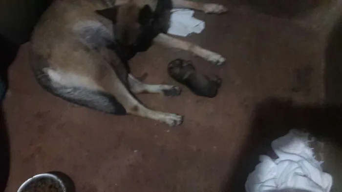 Cachorro ra a Pastor Alemão idade Abaixo de 2 meses nome lulu