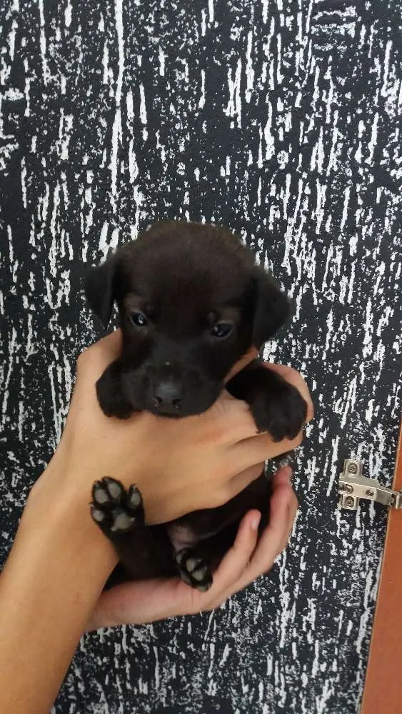 Cachorro raça Indefinida  idade Abaixo de 2 meses nome A definir