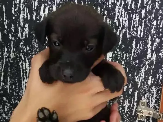 Cachorro raça Indefinida  idade Abaixo de 2 meses nome A definir