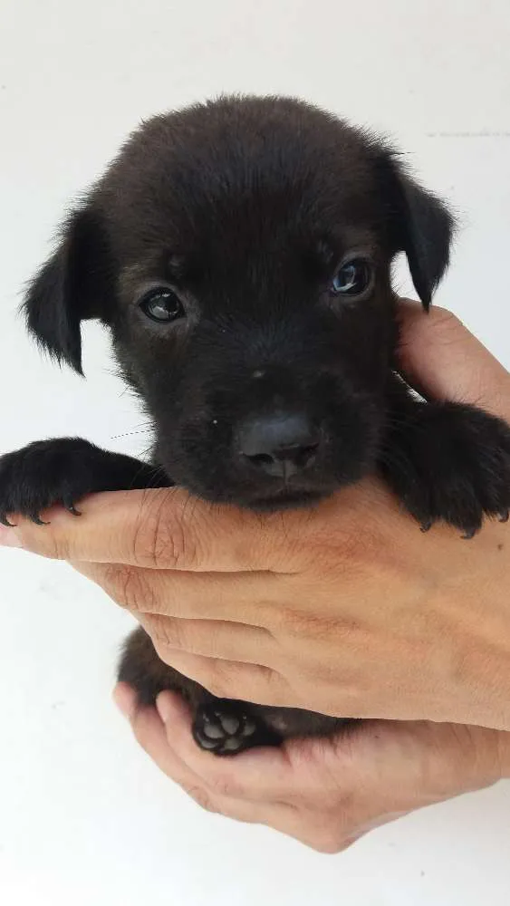 Cachorro raça Indefinida  idade Abaixo de 2 meses nome A definir