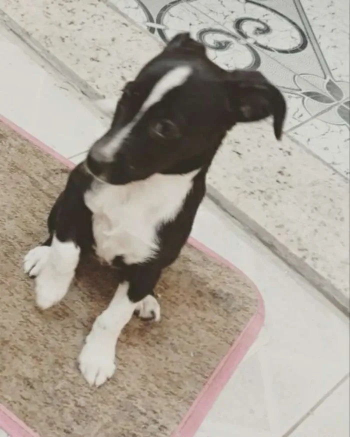 Cachorro ra a SRD idade 2 a 6 meses nome Gisele