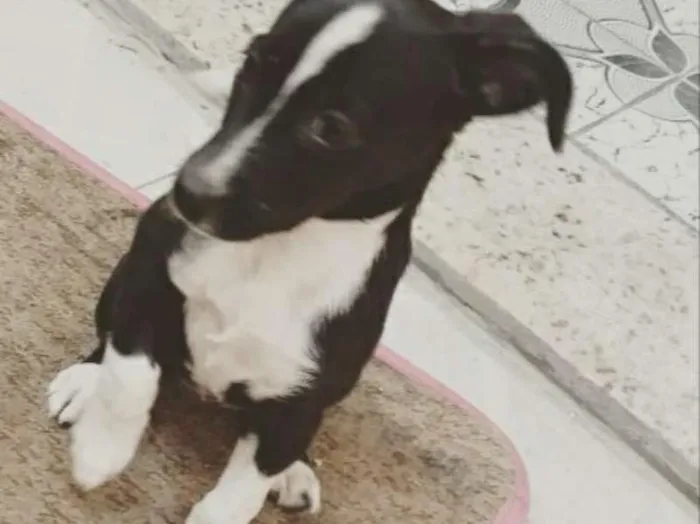 Cachorro ra a SRD idade 2 a 6 meses nome Gisele