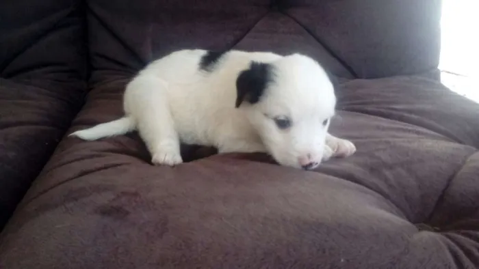 Cachorro ra a SDR idade Abaixo de 2 meses nome JULY