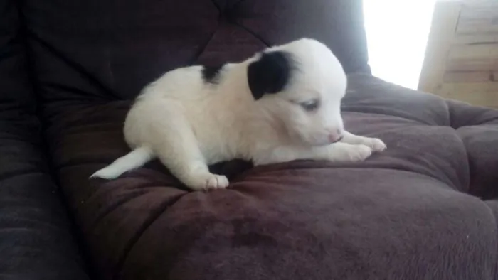 Cachorro ra a SDR idade Abaixo de 2 meses nome JULY