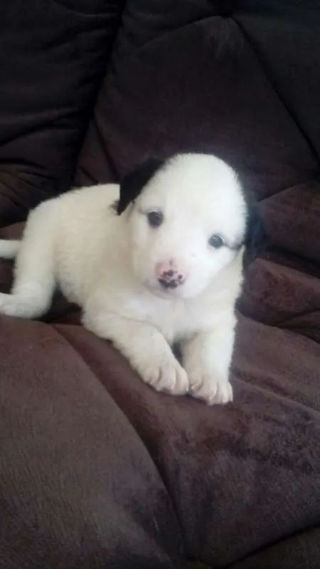 Cachorro ra a SDR idade Abaixo de 2 meses nome JULY