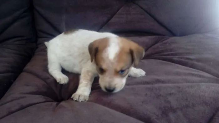 Cachorro ra a SDR idade Abaixo de 2 meses nome LUCY
