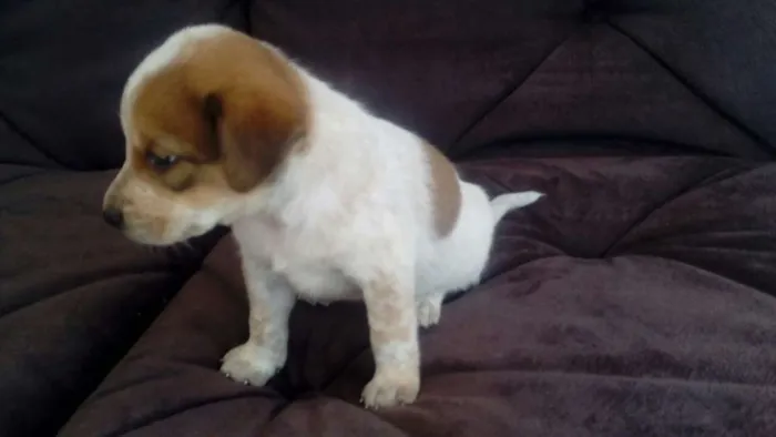 Cachorro ra a SDR idade Abaixo de 2 meses nome LUCY