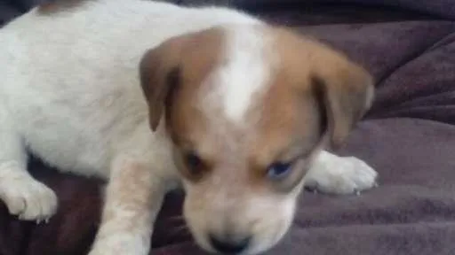 Cachorro ra a SDR idade Abaixo de 2 meses nome LUCY