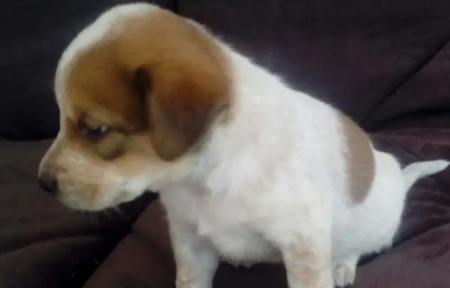 Cachorro ra a SDR idade Abaixo de 2 meses nome LUCY