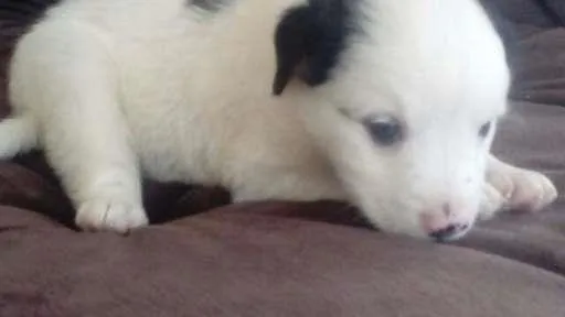 Cachorro ra a SDR idade Abaixo de 2 meses nome JULY