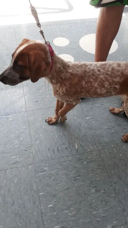 Cachorro ra a SRD idade 2 a 6 meses nome Melzinha