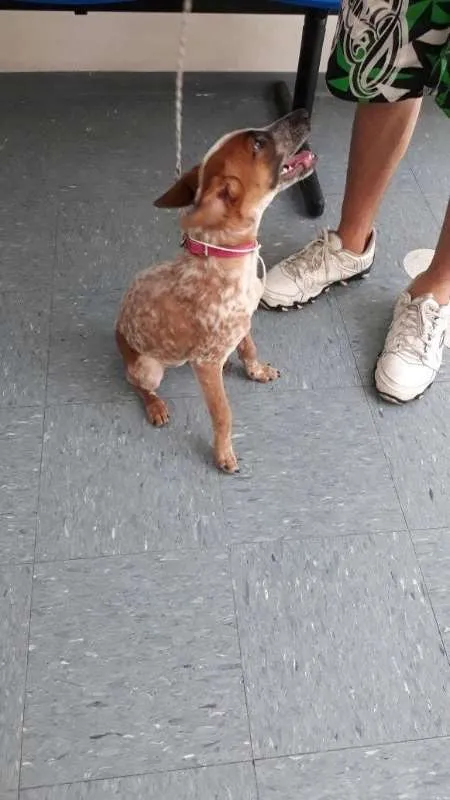 Cachorro ra a SRD idade 2 a 6 meses nome Melzinha